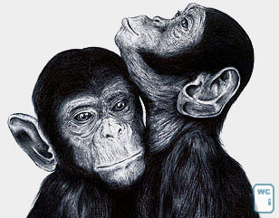 Desenho em caneta bic de dois Macacos